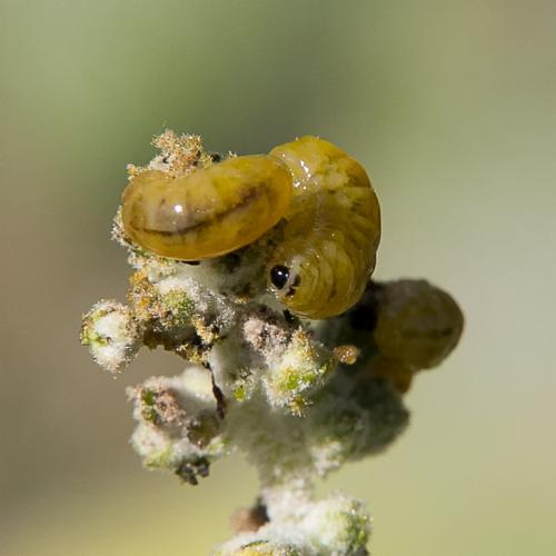 Réf. 238 599 : Cionus sp.